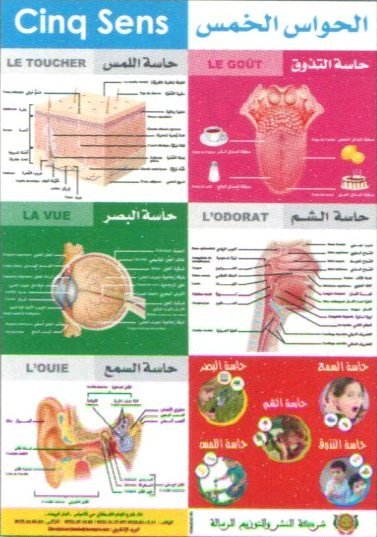 صويرات تعليمية الحواس الخمس Les Cinq Sens
