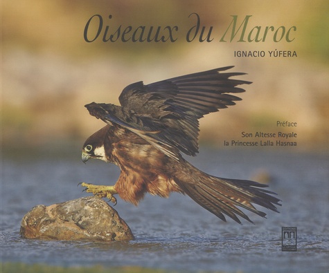 Oiseaux du Maroc