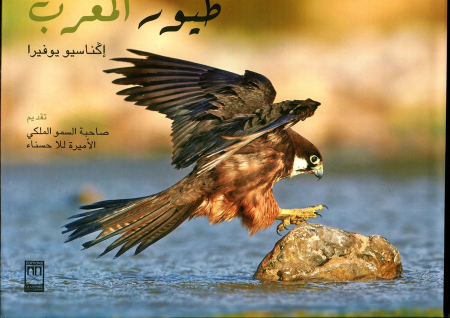 طيور المغرب