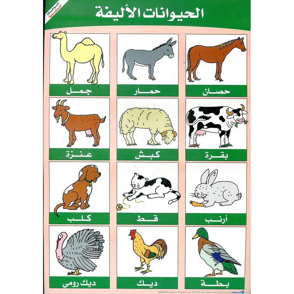 صويرات تعليمية اديسوفت حجم صغير بلاستيكي