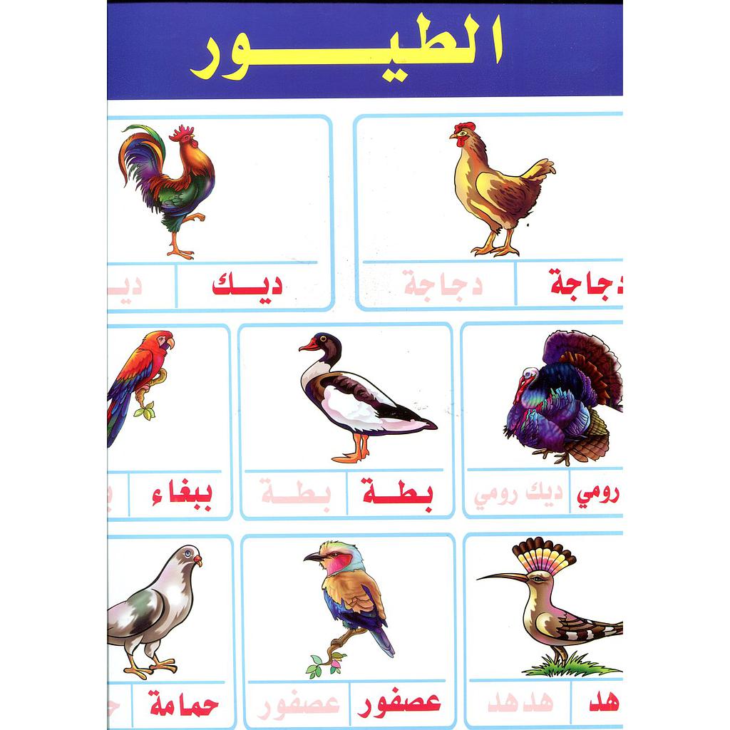 صويرات تعليمية صغيرة الطيور عربي فرنسي