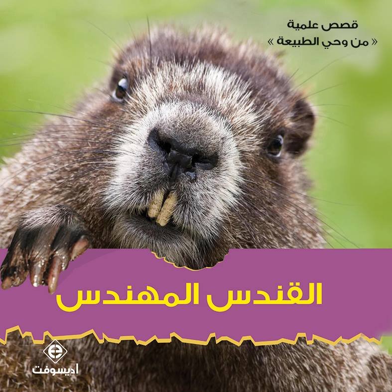 القندس المهندس