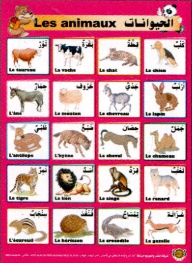 صويرات تعليمية الحيوانات عربي فرنسي