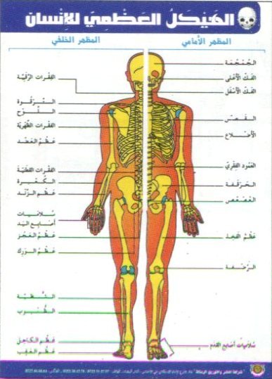 صويرات الهيكل العظمي للإنسان