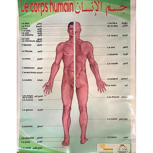 Le corps humain - بوستر باش جسم الإنسان