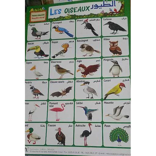 لوحات تعليمية الطيور Posters Educatifs Les Oiseaux
