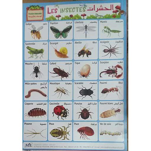 لوحات تعليمية الحشرات Posters Educatifs Les Insectes