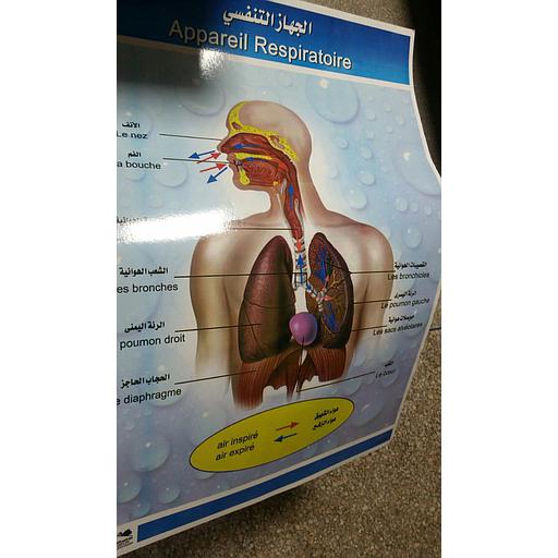 صويرات الجهاز التنفسي عربي / فرنسي