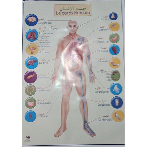 بوستر باش جسم الإنسان