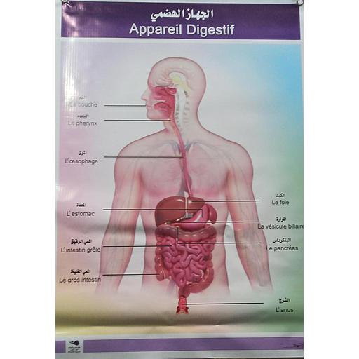 بوستر باش الجهاز الهضمي