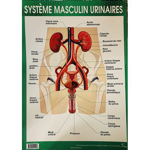Poster "Système Masculin Urinaires"