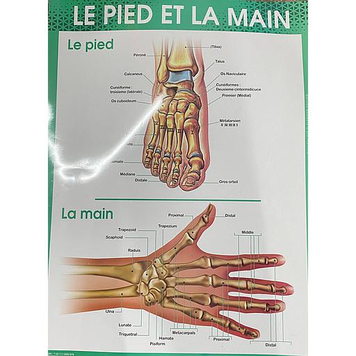 Poster "Le Pied et La Main"