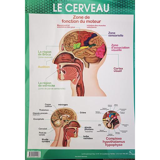 Poster "Le Cerveau"