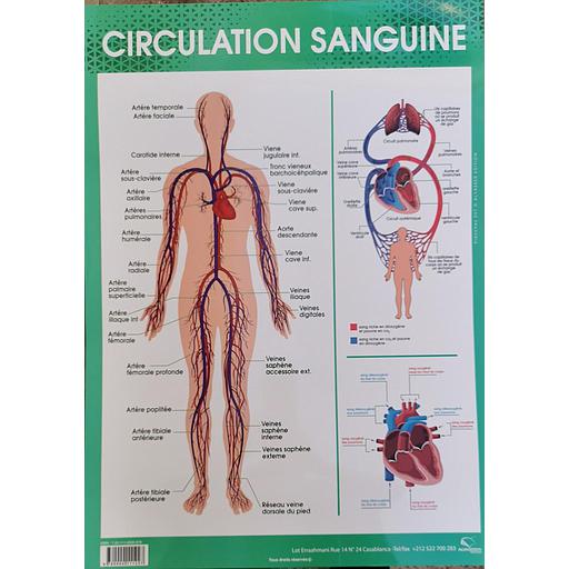 Poster "Circulation sanguine"