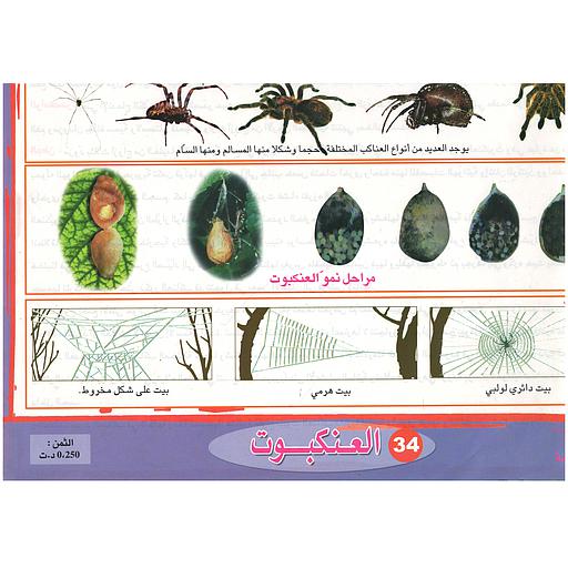 ملفات ورقية تعليمية العنكبوت + موضوع