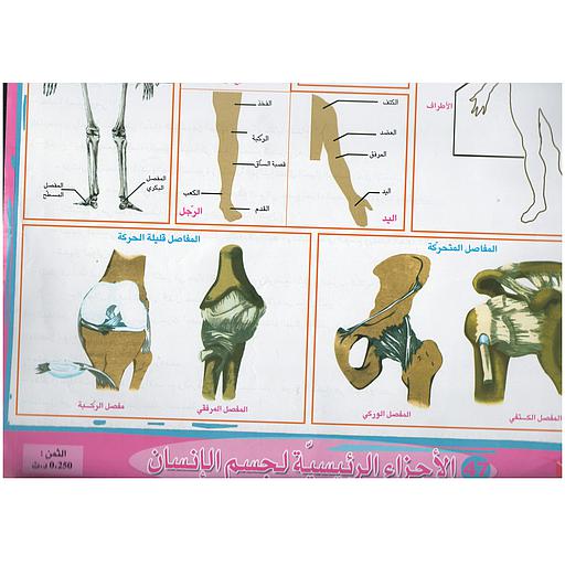 ملفات ورقية تعليمية الأجزاء الرئيسية لجسم الإنسان + موضوع
