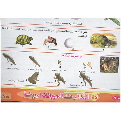ملفات ورقية تعليمية التكاثر عند الحيوانات البيوضة + موضوع