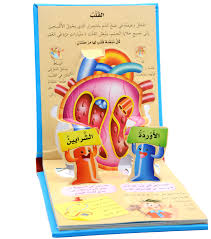 العلوم المجسمة جسم الإنسان الدماغ والقلب