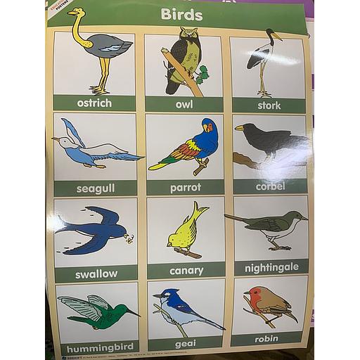 poster éducatif Birds