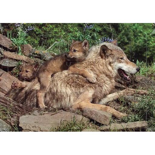 Loup