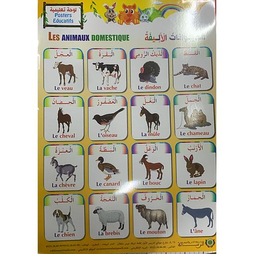 Poster éducatif Les animaux Domestique - صويرات تعليمية الحيوانات الأليفة