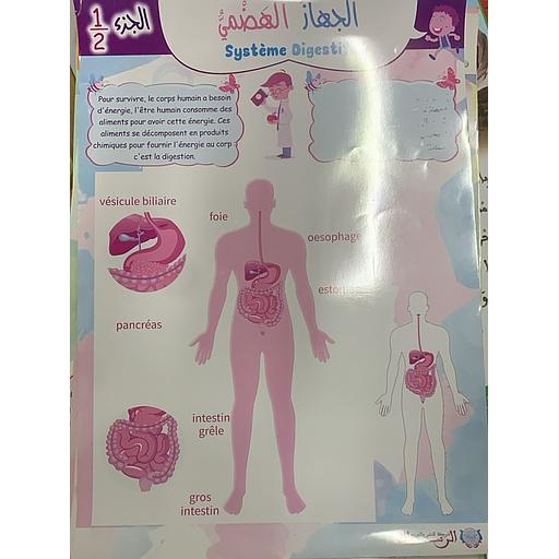 Poster éducatif Système Digestif 1/2 لوحة تعليمية الجهاز الهضمي