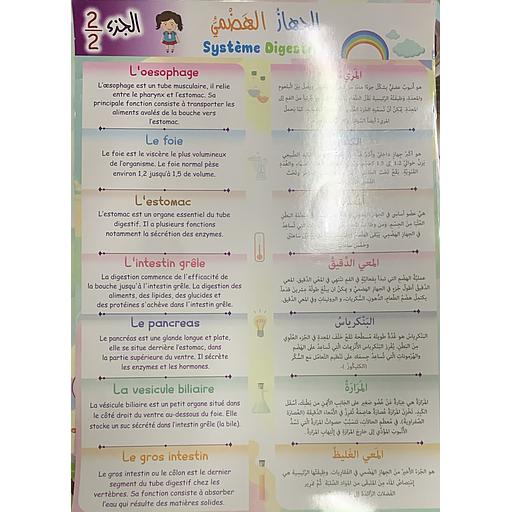 Poster éducatif Système Digestif 2/2 لوحة تعليمية الجهاز الهضمي