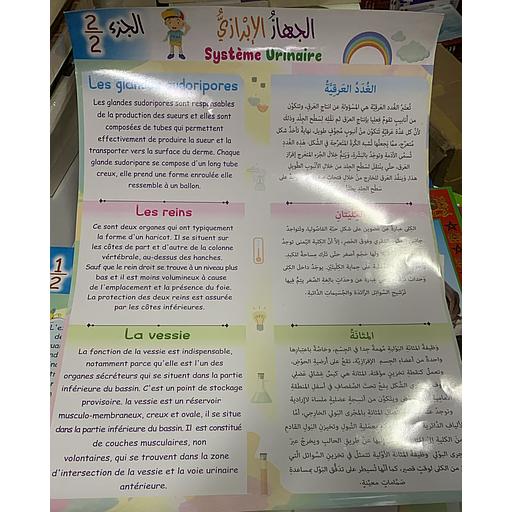 Poster éducatif Système Urinaire 2/2 لوحة تعليمية الجهاز الإبرازي