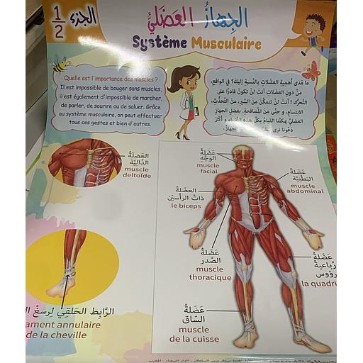 Poster éducatif Système Musculaire 2/2 لوحة تعليمية الجهاز العضلي