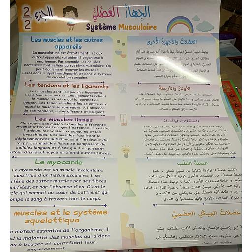 Poster éducatif Système Musculaire 1/2 لوحة تعليمية الجهاز العضلي