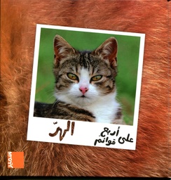 الهر