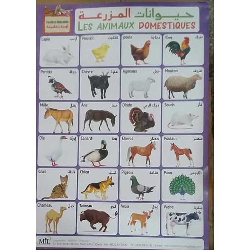 [484] لوحات تعليمية حيوانات المزرعة Posters Educatifs Les Animaux Domestiques