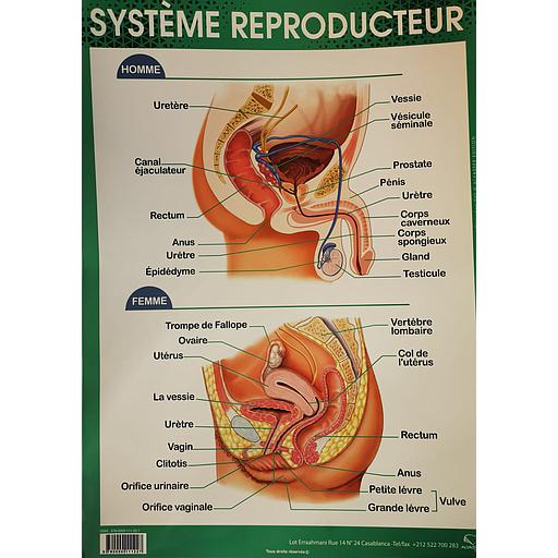 [9780000111227] Poster "Système Reproducteur"