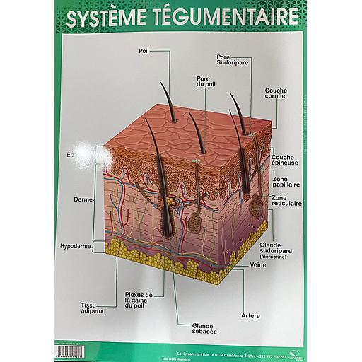 [9780000111227] Poster "Système Tégumentaire"