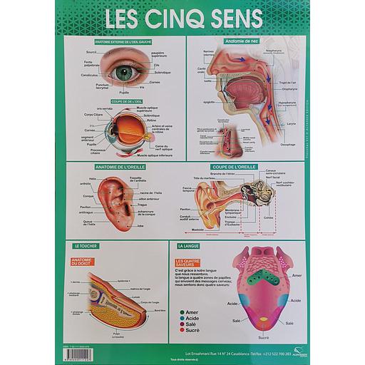 [9780000111227] Poster "Les cinq sens"