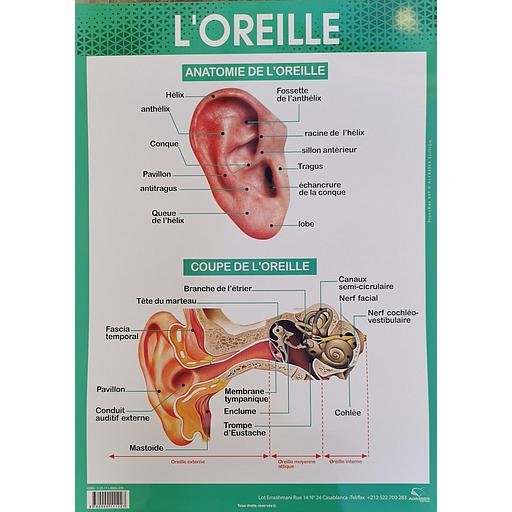 [9780000111227] Poster "L'oreille"