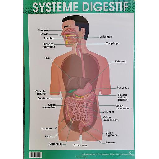 [9780000111227] Poster "Système Digestif"