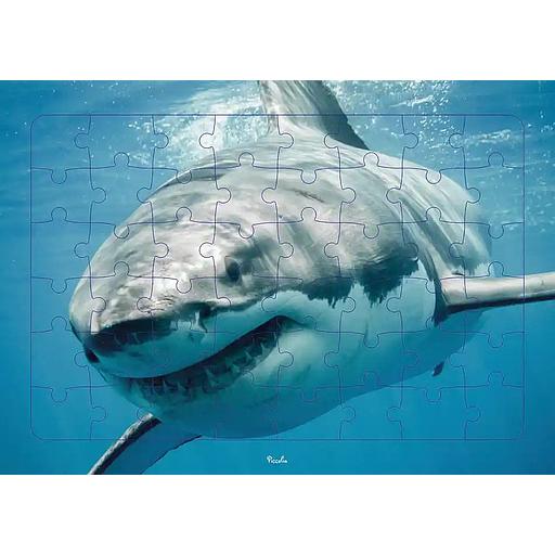 Requin