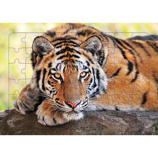 Tigre