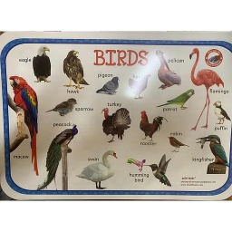 Poster éducatif : Birds