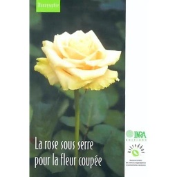 La rose sous terre pour la fleur coupée